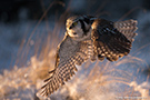 Northern Hawk-owl, Sweden 2nd of February 2013 Photo: Johnny Salomonsson