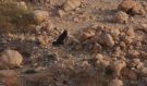 Fan-tailed Raven, Israel 6th of February 2013 Photo: Silas K.K. Olofson