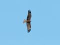 Black Kite, Sweden 8th of October 2012 Photo: David Andersson