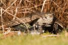 Eurasian Sparrowhawk, Økologisk skade(dyrs)bekæmpelse i villahaven, Denmark 2nd of March 2013 Photo: Lars Birk