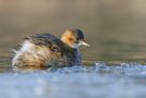 Little Grebe, Sweden 3rd of March 2013 Photo: Ivan Sjögren