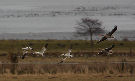 Ross's Goose, Denmark 2nd of March 2013 Photo: Axel Mortensen