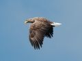 White-tailed Eagle, Sweden 8th of September 2012 Photo: David Andersson