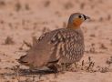 Crowned Sandgrouse, Israel 5th of February 2013 Photo: Silas K.K. Olofson