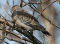 Oriental Turtle Dove, Sweden 8th of March 2013 Photo: Frank Desting