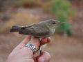 Eastern Olivaceous Warbler, Israel 26th of March 2010 Photo: David Andersson