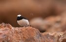 Mourning Wheatear, Israel 5th of February 2013 Photo: Silas K.K. Olofson