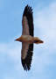 Egyptian Vulture, Spain 21st of February 2013 Photo: Hans Henrik Larsen