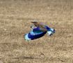 Indian Roller, India 9th of February 2013 Photo: Paul Patrick Cullen