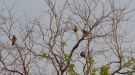 Bruce's Green Pigeon, Ghana 19th of February 2013 Photo: Michael Frank Nielsen