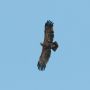 Lesser Spotted Eagle, 3cy, Sweden 25th of September 2011 Photo: David Andersson