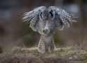 Northern Hawk-owl, Sweden 15th of March 2013 Photo: Johnny Salomonsson