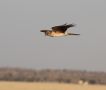 Pallid Harrier, India 28th of February 2013 Photo: Paul Patrick Cullen