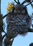 Northern Hawk-owl, I morgengry, Denmark 1st of April 2013 Photo: Hans Henrik Larsen