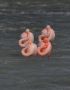 Greater Flamingo, Turkey 24th of March 2013 Photo: Silas K.K. Olofson