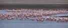 Greater Flamingo, Turkey 24th of March 2013 Photo: Silas K.K. Olofson