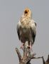 Egyptian Vulture, India 26th of February 2013 Photo: Paul Patrick Cullen