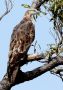 Crested Honey Buzzard, India 8th of February 2013 Photo: Paul Patrick Cullen