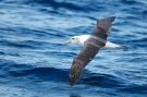 Hvidkronet Albatros, Australien 8. marts 2013 Foto: Mark Walker