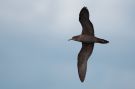Wedge-tailed Shearwater, Australia 8th of March 2013 Photo: Mark Walker