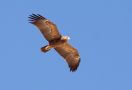 Lesser Spotted Eagle, ad., Israel 28th of March 2013 Photo: Klaus Malling Olsen