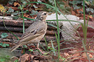 Olive-backed Pipit, Thailand 23rd of March 2013 Photo: Helge Sørensen