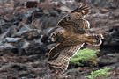 Short-eared Owl, Galapagos 2nd of February 2013 Photo: Søren Kristoffersen