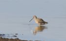 Long-billed Dowitcher, Denmark 17th of April 2013 Photo: Lars Andersen