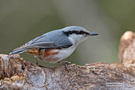 Eurasian Nuthatch, Norway 11th of May 2013 Photo: Morten Winness