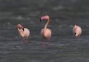Greater Flamingo, Turkey 28th of March 2013 Photo: Silas K.K. Olofson