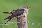 Common Cuckoo, Denmark 18th of May 2013 Photo: Leif Bolding
