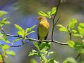 Palm Warbler, USA 6th of May 2013 Photo: Kim Duus