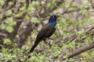 Common Grackle, Canada 9th of May 2013 Photo: Lars Birk