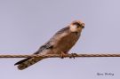 Red-footed Falcon, Spain 24th of April 2013 Photo: Søren  Vinding