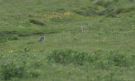 American Golden Plover, 2cy, Denmark 9th of June 2013 Photo: Ole Amstrup