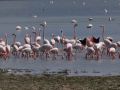 Stor Flamingo, Tyrkiet 28. marts 2013 Foto: Silas K.K. Olofson