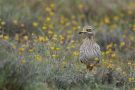 Eurasian Stone-curlew, Spain 16th of May 2013 Photo: Mark Walker