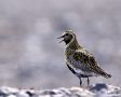 European Golden Plover, Iceland 8th of May 2013 Photo: Carsten Siems