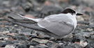 Havterne, 2K - siddende fugl, Danmark 9. juni 2013 Foto: Hans Henrik Larsen