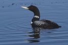 Yellow-billed Loon, USA 20th of June 2013 Photo: Rolf Nagel