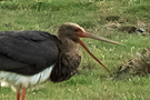 Black Stork, Feriemave ?, Denmark 20th of June 2013 Photo: Poul Holm Pedersen