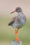 Common Redshank, Iceland 7th of June 2013 Photo: Daniel Pettersson