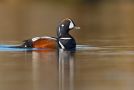 Harlequin Duck, Iceland 3rd of June 2013 Photo: Daniel Pettersson