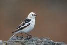 Snow Bunting, Iceland 7th of June 2013 Photo: Daniel Pettersson