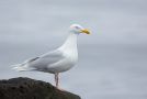 Glaucous Gull, Iceland 9th of June 2013 Photo: Daniel Pettersson
