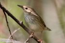 Lanceolated Warbler, Russian Federation (inside WP) 13th of June 2013 Photo: Eric Didner