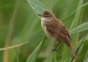 Great Reed Warbler, Turkey 18th of June 2013 Photo: Silas K.K. Olofson
