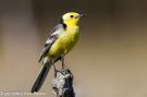 Citrine Wagtail, Russian Federation (inside WP) 17th of June 2013 Photo: Eric Didner