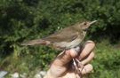 River Warbler, 2cy+. The 4th specimen ringed at GFU., Denmark 28th of July 2013 Photo: Anders Odd Wulff Nielsen