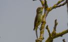 Melodious Warbler, France 13th of July 2013 Photo: Lars Andersen